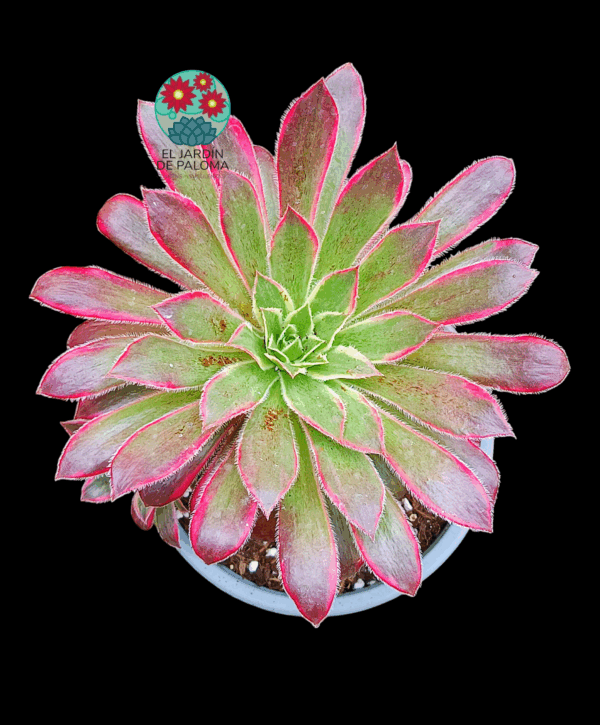 Aeonium Black magic variegata con hijuelo