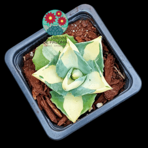 Agave "Shoji Raijin" forma amarilla (importación, planta joven)