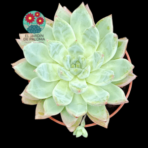 Echeveria "Princess"