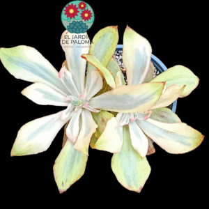 Echeveria "Rose rock" variegata (doble roseta y maceta grande)