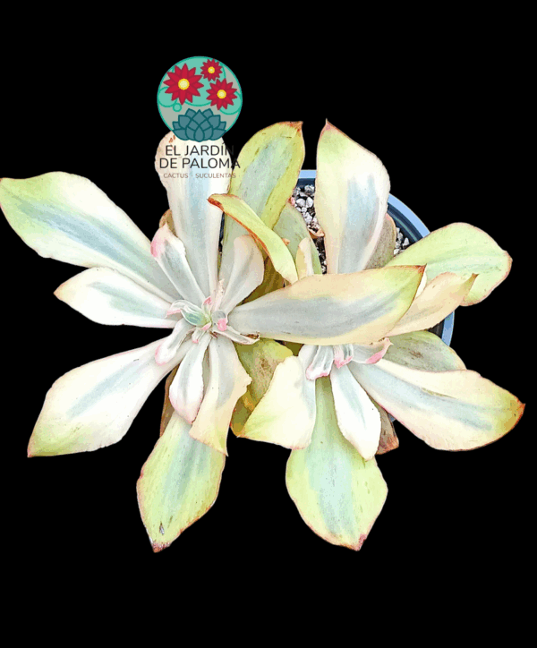 Echeveria "Rose rock" variegata (doble roseta y maceta grande)