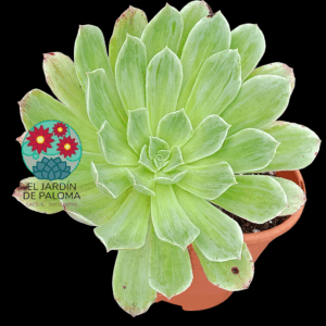 Aeonium Taeyang variegata (es muy grande, se envía a raíz desnuda)