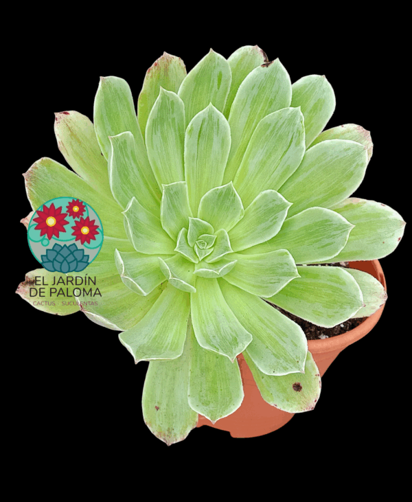 Aeonium Taeyang variegata (es muy grande, se envía a raíz desnuda)