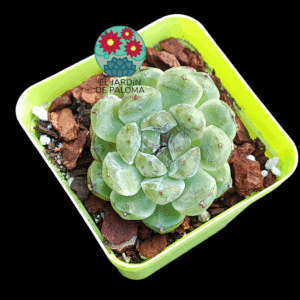 Echeveria " White amethyst" (importación)