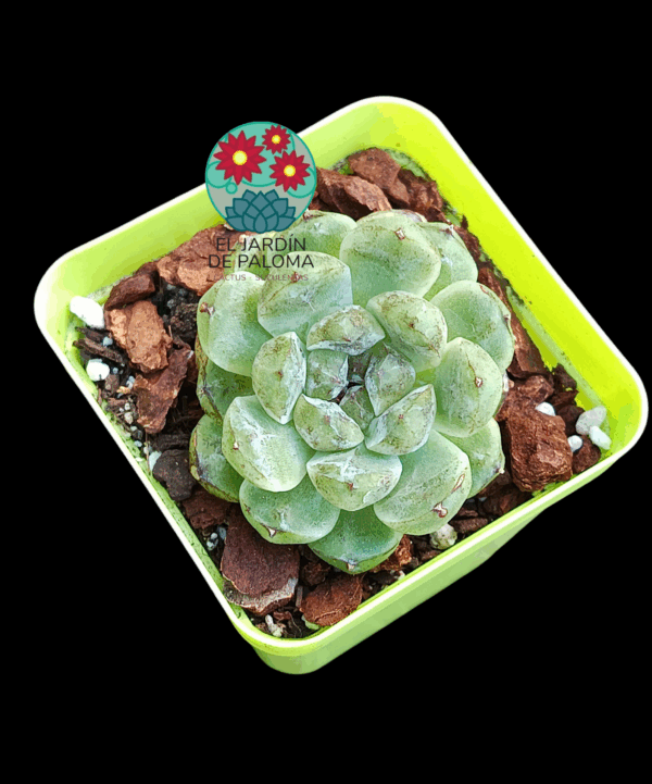 Echeveria " White amethyst" (importación)