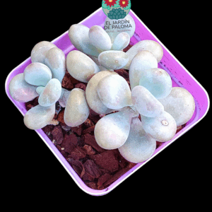 Pachyphytum oviferum "Cheese pretty" (importación)