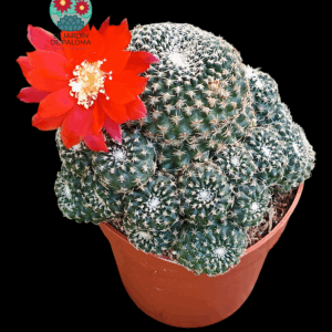 Rebutia condorensis