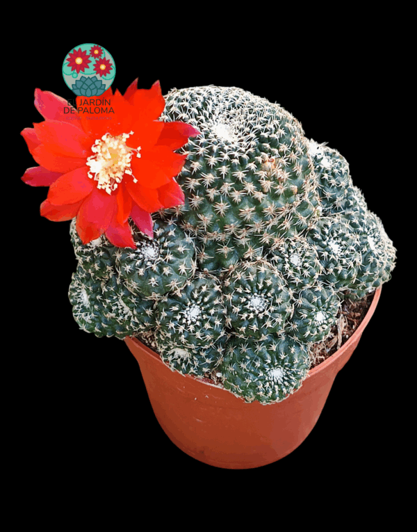 Rebutia condorensis