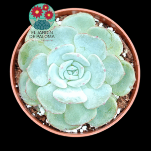 Echeveria Montblanc