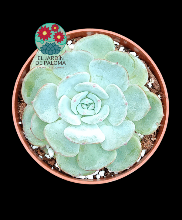 Echeveria Montblanc