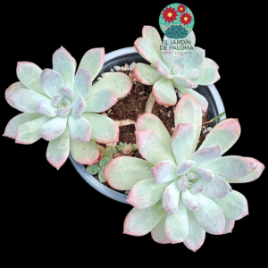 Graptoveria Black raccoon con 3 rosetas (para transplantar)