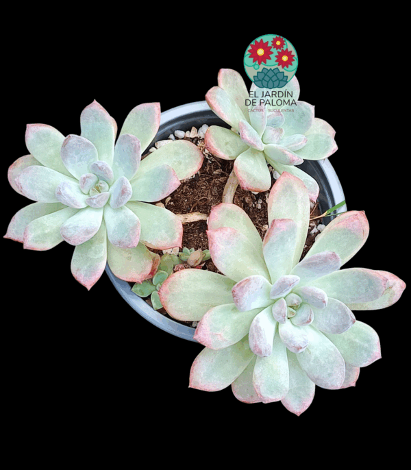 Graptoveria Black raccoon con 3 rosetas (para transplantar)