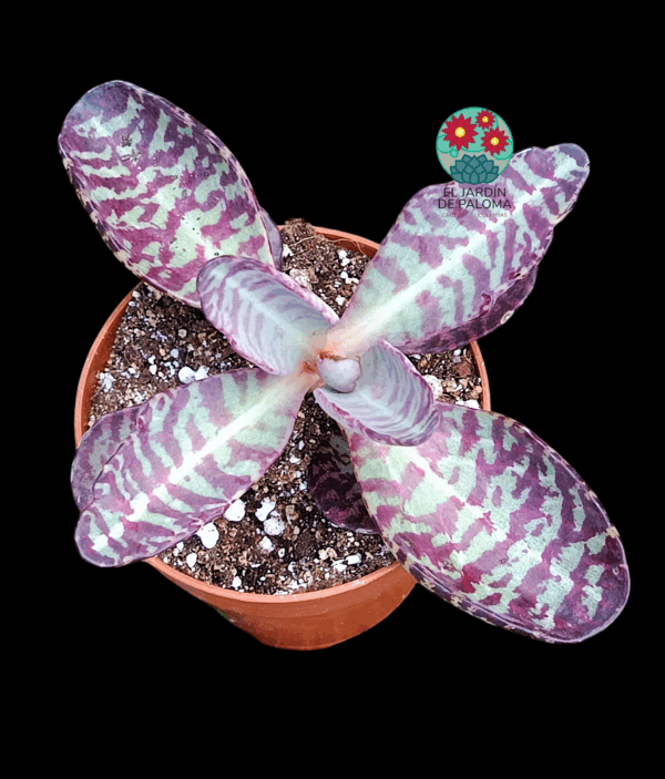 Kalanchoe perdiz