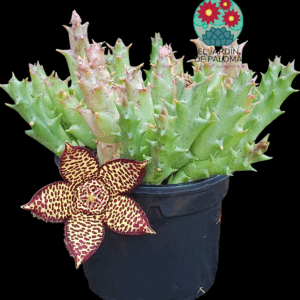 Stapelia variegata (Orbea)
