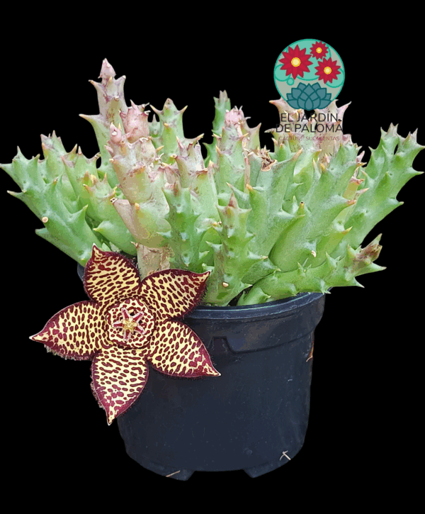 Stapelia variegata (Orbea)