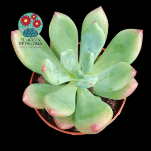 Pachyveria Dr Cornelius