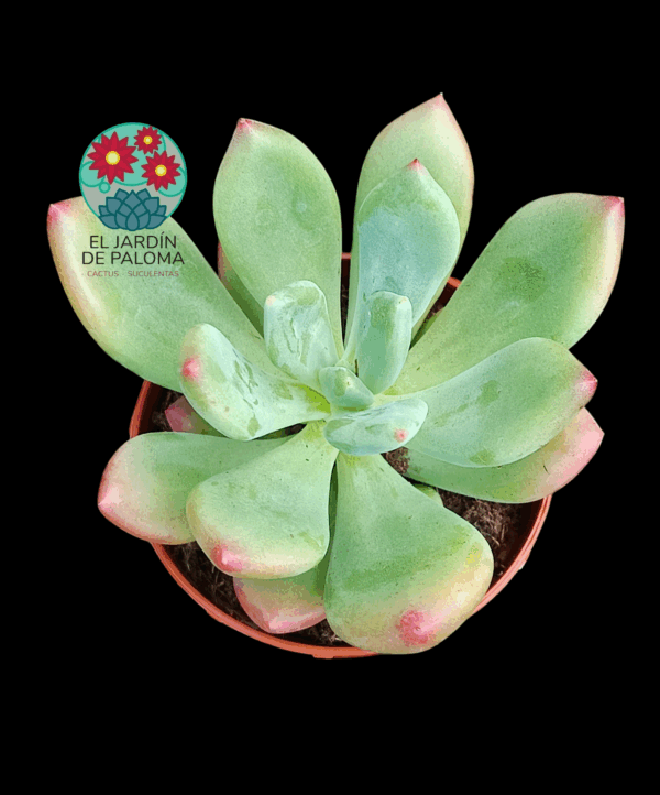 Pachyveria Dr Cornelius
