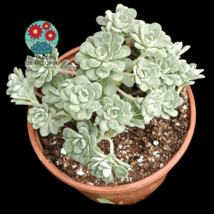 Sedum spathulifolium "Cape blanco"