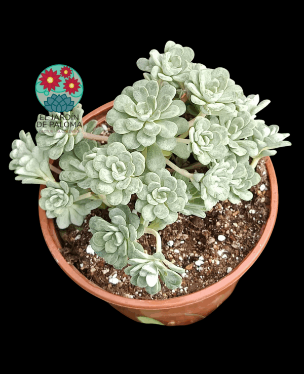 Sedum spathulifolium "Cape blanco"