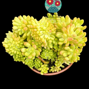 Sedum Pachyphyllum crestata (buen tamaño)