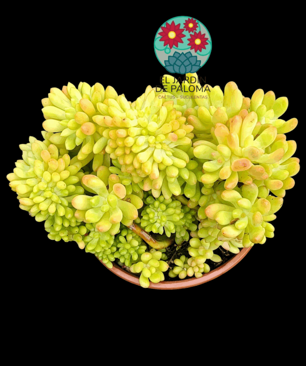 Sedum Pachyphyllum crestata (buen tamaño)