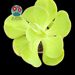 Echeveria Pálida con hijo (maceta grande)