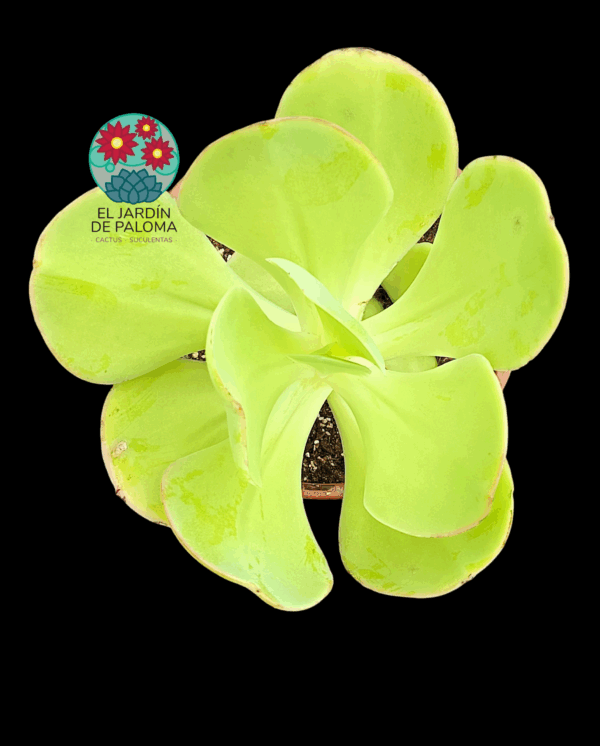 Echeveria Pálida con hijo (maceta grande)