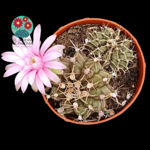 Gymnoclacyum anisitsii