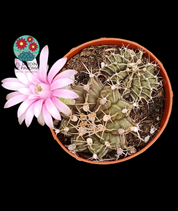 Gymnoclacyum anisitsii