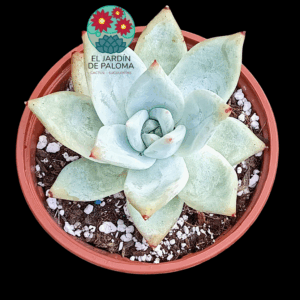Echeveria Colorata ice