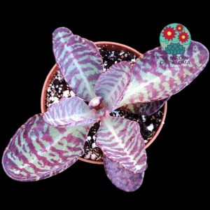 Kalanchoe perdiz