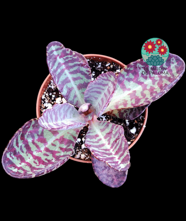 Kalanchoe perdiz