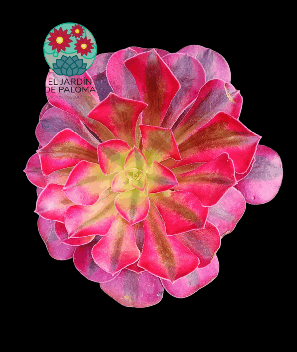 Aeonium Medusa variegata (es grande)
