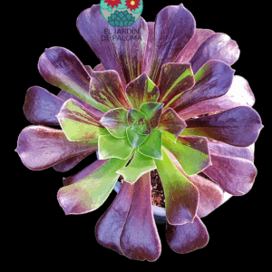 Aeonium Bing bang plus variegata