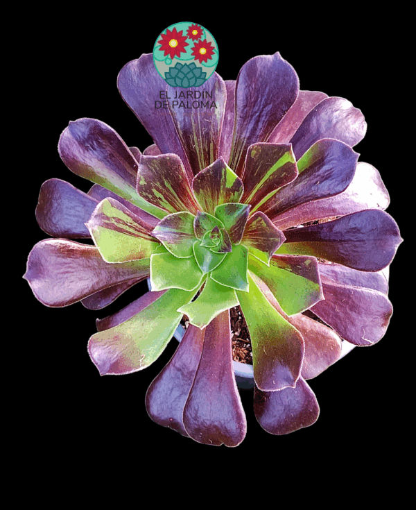 Aeonium Bing bang plus variegata