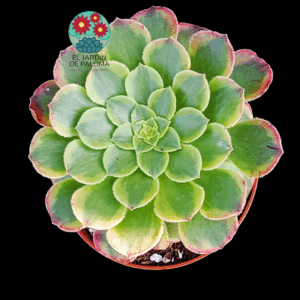 Aeonium Fiesta variegata