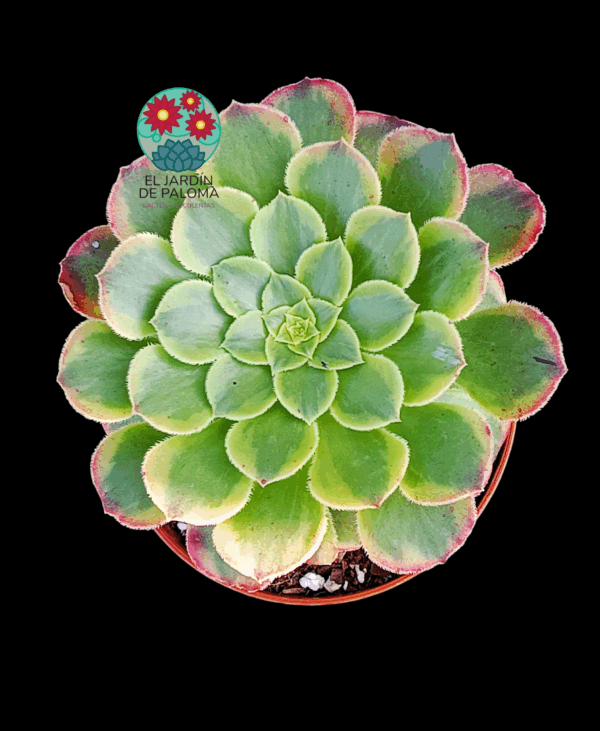 Aeonium Fiesta variegata