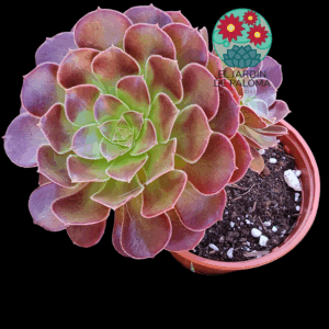 Aeonium arboreum con hijos (buen tamaño)