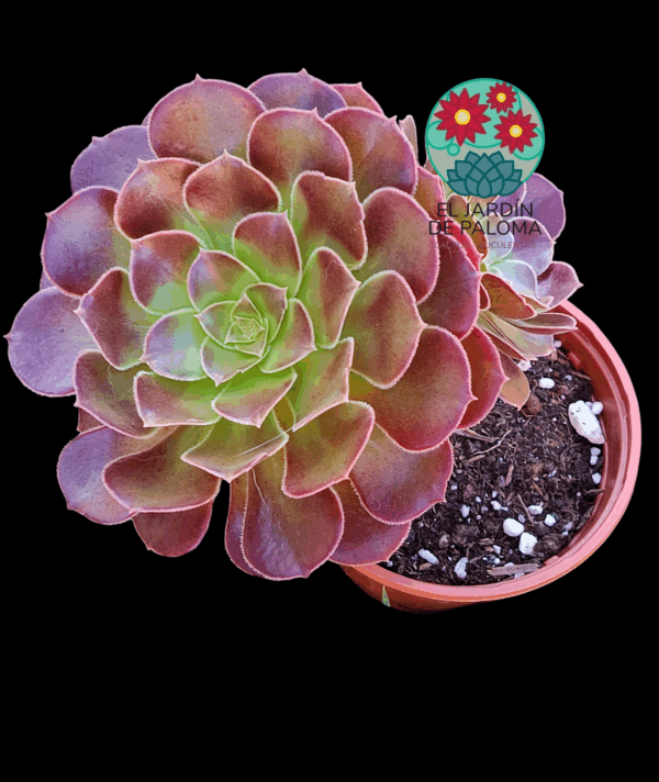 Aeonium arboreum con hijos (buen tamaño)