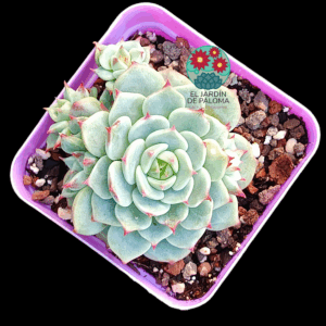 Echeveria Toscanellii con hijuelos (importación)