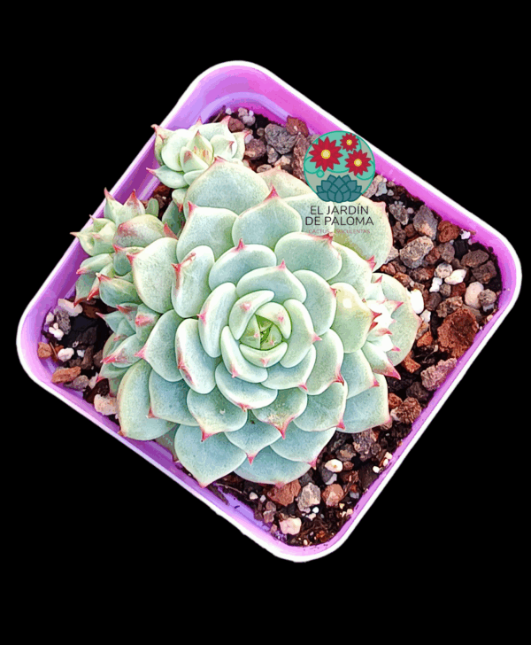 Echeveria Toscanellii con hijuelos (importación)
