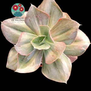 Echeveria Minigosaong variegata (importación)