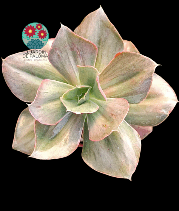 Echeveria Minigosaong variegata (importación)