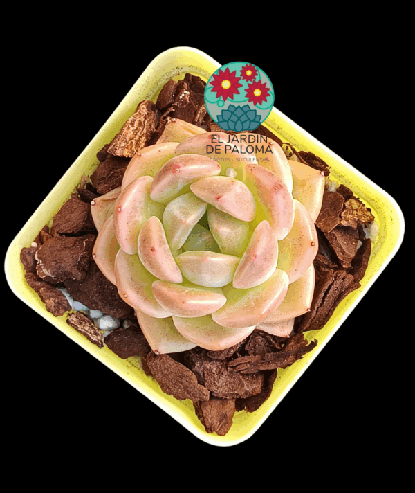 Echeveria Red lovers (importación)