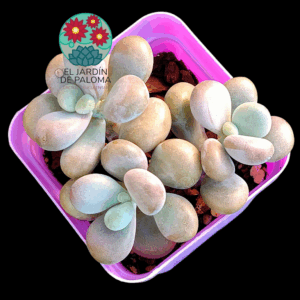 Pachyphytum Lavender pebbles (importación)
