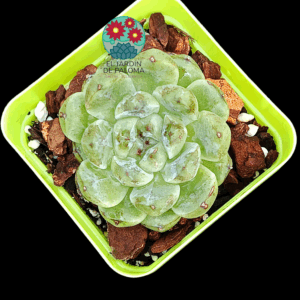 Echeveria " White amethyst" (importación)