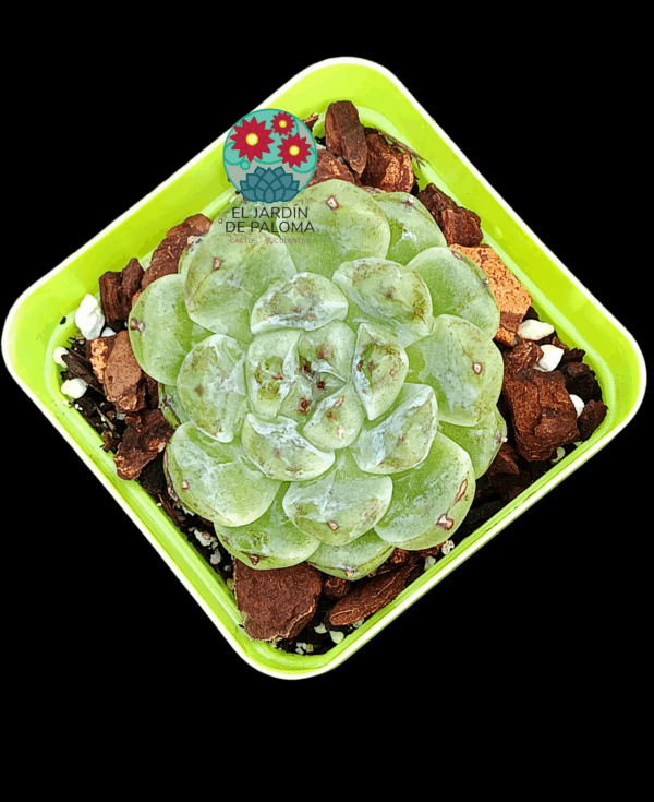 Echeveria " White amethyst" (importación)