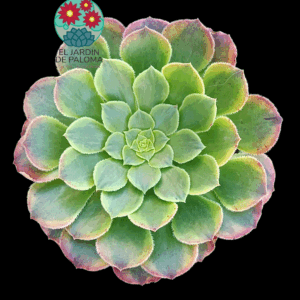 Aeonium Fiesta variegata