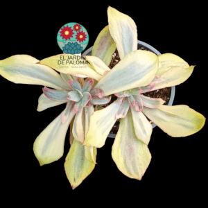 Echeveria "Rose rock" variegata (doble roseta y maceta grande)