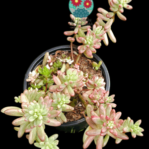 Sedum rubrotictum "Aurora" (es más grande que la maceta)
